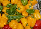 Peppers (2)  Peppers